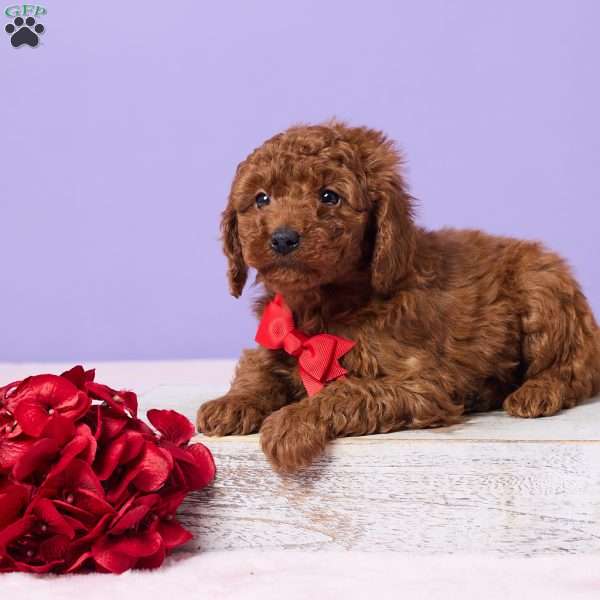 Moki, Miniature Poodle Puppy
